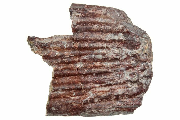 Triassic Amphibian (Metoposaurus) Scute Section - Arizona #241472